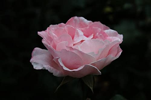 govedic Rose Water for Cooking, Baking, Cocktails | 100% Food Grade Rose Water | Face & Hair Care | Steam-Distilled Edible Damask Rose | 100 ml 3.38 Oz