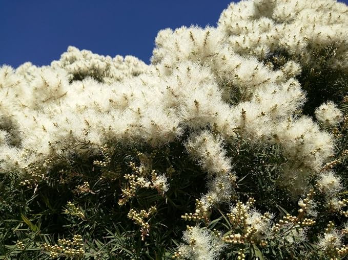 US Organic 100% Pure Tea Tree Essential Oil, Steam Distilled, USDA Certified Organic, for Hair, Skin, Scalp, Foot, Toenails, and More. Sourced from South Africa, Undiluted, Non-GMO (15 ml, 2 Pack)